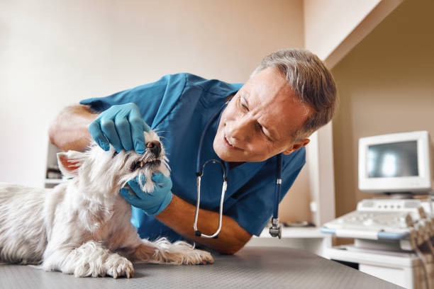 Best Emergency Dental Surgery in Gervais, OR